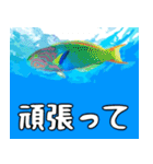 クマノミと海の仲間大好き。沖縄行きたい11（個別スタンプ：35）