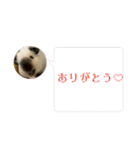 癒しモルのジョニーとベネディクト（個別スタンプ：2）