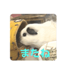 癒しモルのジョニーとベネディクト（個別スタンプ：12）