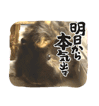 癒しモルのジョニーとベネディクト（個別スタンプ：19）