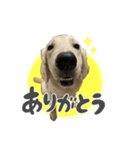 ゴールデン×ラブのリアン（個別スタンプ：1）