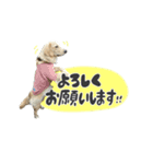 ゴールデン×ラブのリアン（個別スタンプ：3）