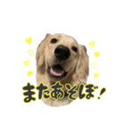 ゴールデン×ラブのリアン（個別スタンプ：6）