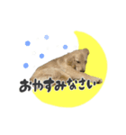 ゴールデン×ラブのリアン（個別スタンプ：8）