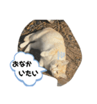 あさり※のりお（個別スタンプ：4）