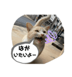 あさり※のりお（個別スタンプ：9）