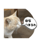 あさり※のりお（個別スタンプ：11）