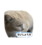 あさり※のりお（個別スタンプ：14）