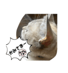 あさり※のりお（個別スタンプ：17）