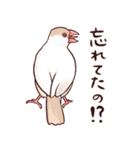 ブチギレた文鳥たち（個別スタンプ：6）