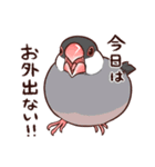 ブチギレた文鳥たち（個別スタンプ：8）