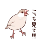 ブチギレた文鳥たち（個別スタンプ：22）