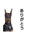 ドーベルマン犬（個別スタンプ：2）