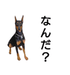 ドーベルマン犬（個別スタンプ：10）