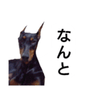 ドーベルマン犬（個別スタンプ：11）