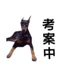 ドーベルマン犬（個別スタンプ：13）