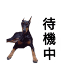 ドーベルマン犬（個別スタンプ：14）
