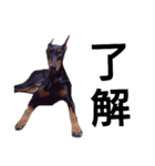 ドーベルマン犬（個別スタンプ：15）