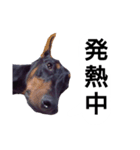ドーベルマン犬（個別スタンプ：16）