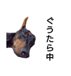 ドーベルマン犬（個別スタンプ：17）