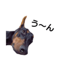 ドーベルマン犬（個別スタンプ：18）