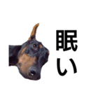 ドーベルマン犬（個別スタンプ：19）
