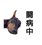 ドーベルマン犬（個別スタンプ：20）