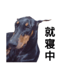 ドーベルマン犬（個別スタンプ：21）