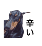 ドーベルマン犬（個別スタンプ：22）