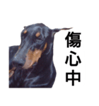 ドーベルマン犬（個別スタンプ：23）
