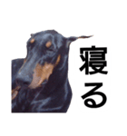 ドーベルマン犬（個別スタンプ：24）