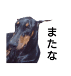 ドーベルマン犬（個別スタンプ：25）