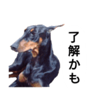 ドーベルマン犬（個別スタンプ：26）