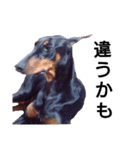 ドーベルマン犬（個別スタンプ：27）