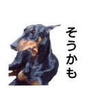 ドーベルマン犬（個別スタンプ：28）