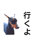 ドーベルマン犬（個別スタンプ：29）