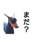ドーベルマン犬（個別スタンプ：30）