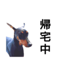 ドーベルマン犬（個別スタンプ：33）