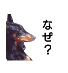 ドーベルマン犬（個別スタンプ：34）