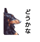 ドーベルマン犬（個別スタンプ：35）