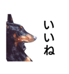 ドーベルマン犬（個別スタンプ：36）