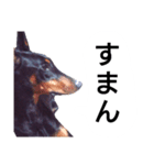 ドーベルマン犬（個別スタンプ：38）
