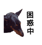 ドーベルマン犬（個別スタンプ：39）