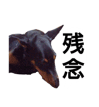 ドーベルマン犬（個別スタンプ：40）