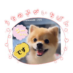 [LINEスタンプ] ポメラニアン♡うーちゃんスタンプ！