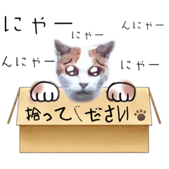 [LINEスタンプ] ニャンコ飼いたい大作戦