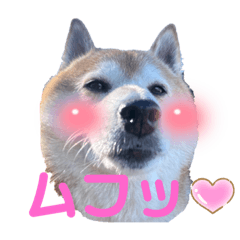 [LINEスタンプ] 柴犬サクラその伍の画像（メイン）