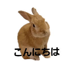 [LINEスタンプ] うさぎのさすけ ゆるく挨拶