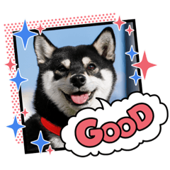 [LINEスタンプ] 柴犬 黒柴 ちこの画像（メイン）