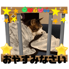 [LINEスタンプ] ねこちゃんびより